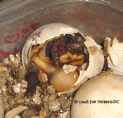 hatched at 116 days