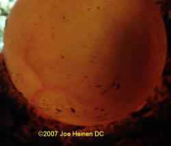 egg at 2 weeks