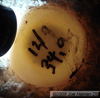 Tortoise egg candled