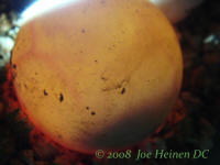 redfoot tortoise egg