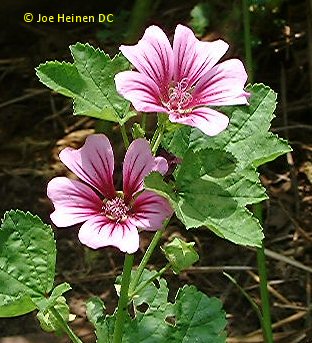 malva sylvestri