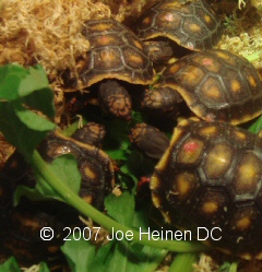 redfoot hatchlings eating