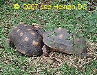 redfoot tortoise mating