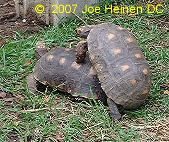 redfoot tortoise mating