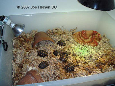 Redfoot hatching cage